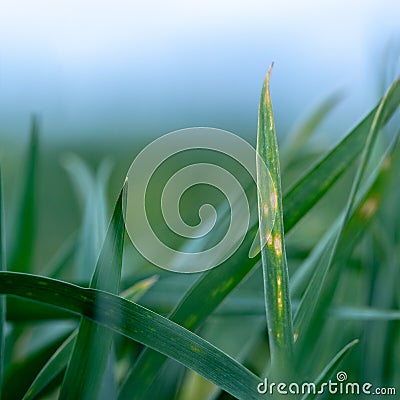 Wheat shoots with septoria. Crop loss due to plant diseases Stock Photo