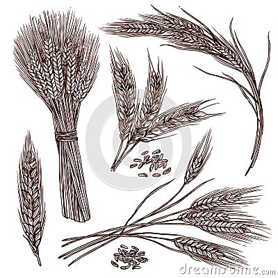 Wheat Sketch Set Vector Illustration