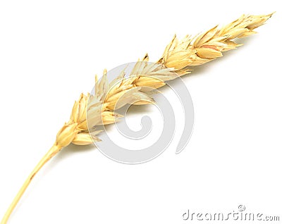 Wheat spike Stock Photo