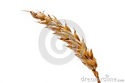 Wheat spike Stock Photo