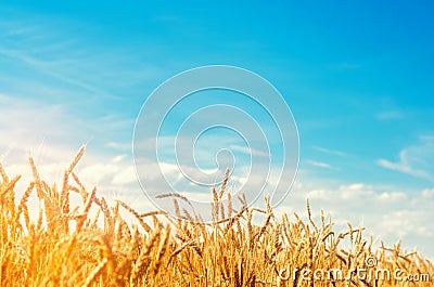 Wheat spike and blue sky close-up. a golden field. beautiful view. symbol of harvest and fertility. Harvesting, bread. Stock Photo