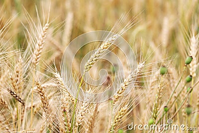 Wheat spike in the field Stock Photo