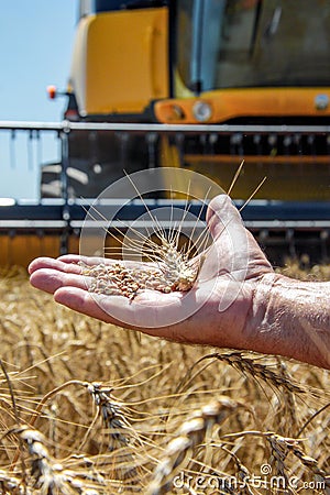 Wheat spikelet lie on male palm Stock Photo