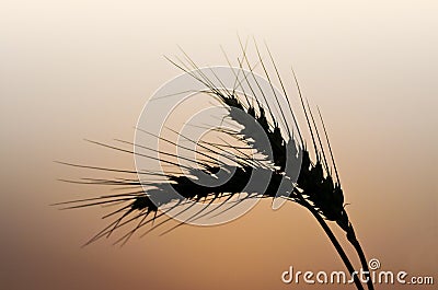 Wheat Spikelet Stock Photo