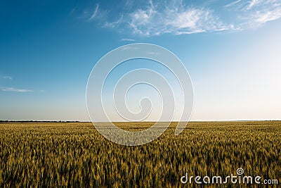 Wheat spikelets farm agriculture field landscape with blue sky Stock Photo