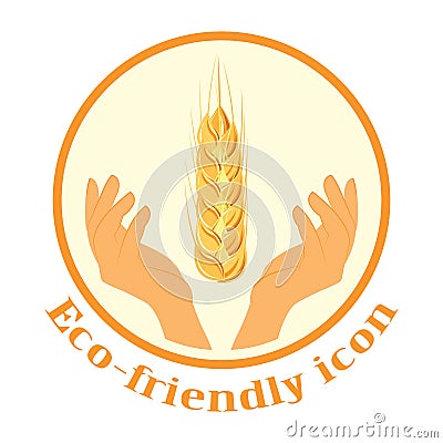 Wheat spikelets in the hands. The icon. Agricultural wheat, symbol, isolated on white background. Organic agricultural crops or a Stock Photo