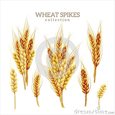 Wheat spikes collection, color illustration Vector Illustration