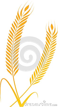 Wheat springs Vector Illustration