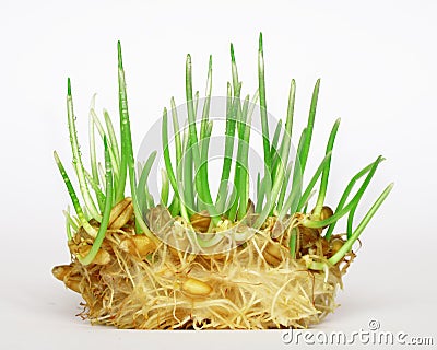 Wheat sprouting Stock Photo