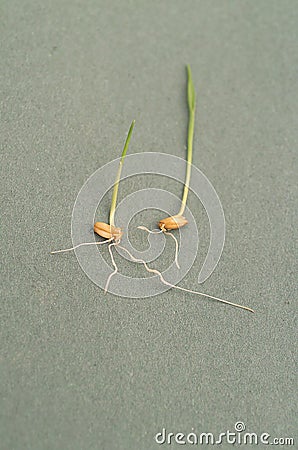 Wheat sprouting with roots and plant shoot Stock Photo