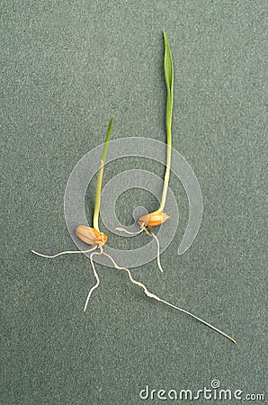 Wheat sprouting with roots and plant shoot Stock Photo