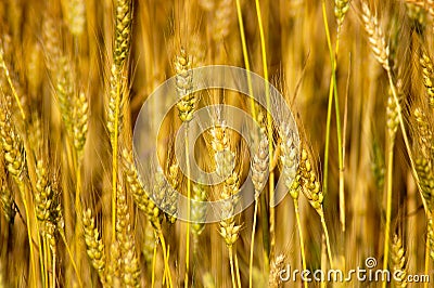 Wheat Stalks Stock Photo