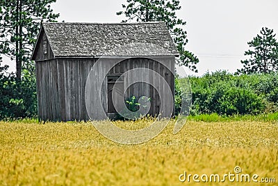 Wheat Stalks Blowing in Wind by Log Cabin Stock Photo