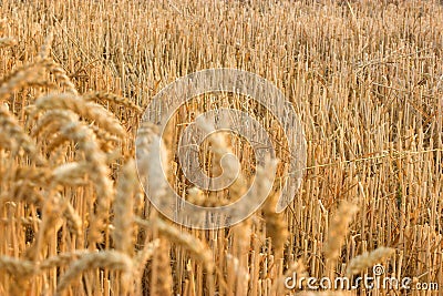 Wheat stubble Stock Photo