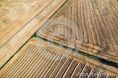 Wheat stubble Stock Photo