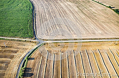 Wheat stubble Stock Photo