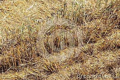 Wheat stubble Stock Photo