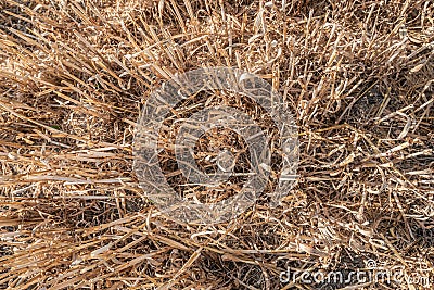 Wheat stubble field as seen from above Stock Photo