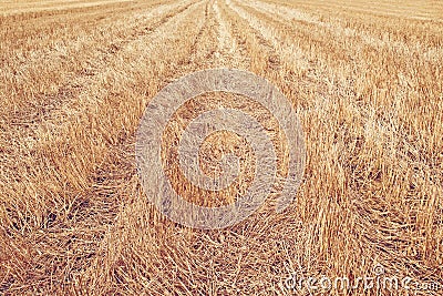 Wheat Stubble Field Stock Photo