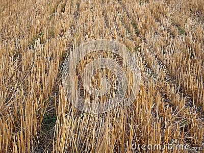 Wheat stubble after harvest Stock Photo