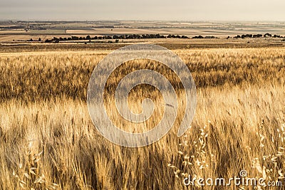 Wheat in summer yellow field Stock Photo
