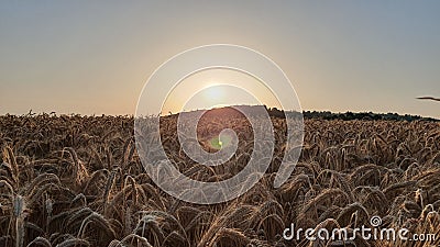 Wheat with the sun behind Stock Photo