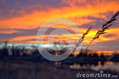 Wheat at sunet Stock Photo