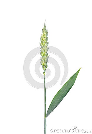 Wheat (Triticum aestivum) Stock Photo