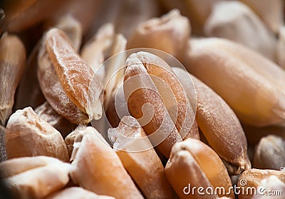 Wheat under increased Stock Photo