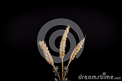 Wheat in Vase. Three Branches of Wheat in a translucent vase isolated on black background Stock Photo