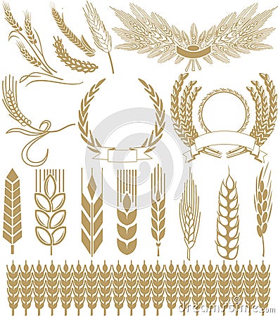 Wheat vector Vector Illustration