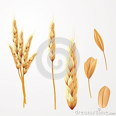 Wheat vector illustration. Bunch of wheat ears and seed isolated Vector Illustration