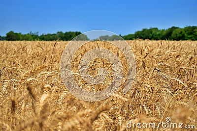 Wheatear in the summertime on a field of wheat before harvest 4 Stock Photo