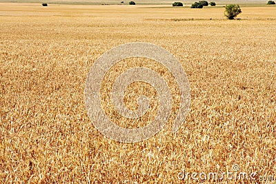 Wheatfield Stock Photo