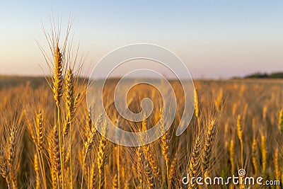 Wheatfield of gold color in evening sunset Stock Photo