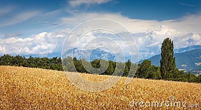 Wheatfield and Grand Morgon mountain range in Summer in Hautes Alpes France Stock Photo