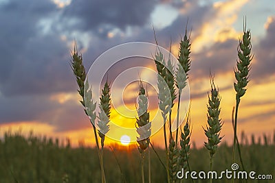 Wheatfield of green color in evening sunset Stock Photo