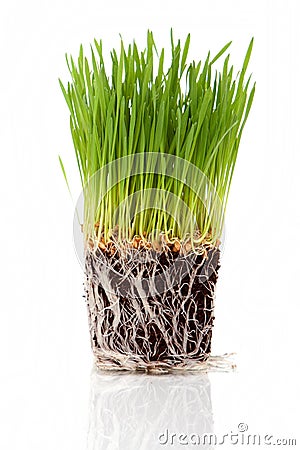 Wheatgrass Stock Photo