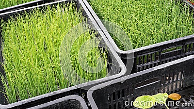 Wheatgrass Stock Photo