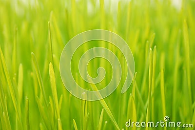 Wheatgrass up close Stock Photo