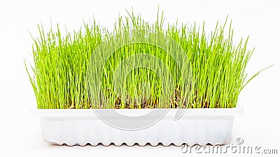 Wheatgrass wheat grass Stock Photo