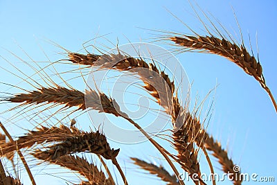 Wheats Stock Photo