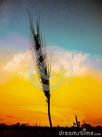 Wheats hair shoot in evening Stock Photo