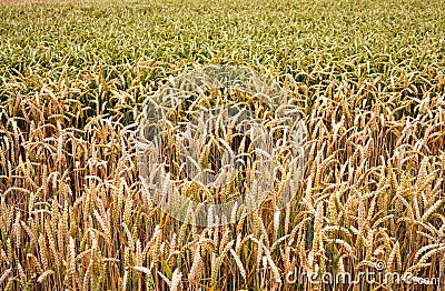 Wheats Macro Detail in Field Stock Photo