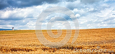 Wheats Macro Detail in Field Stock Photo