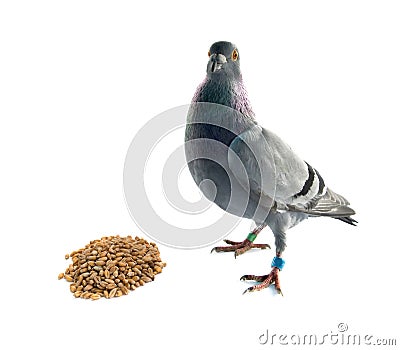 Wheats and pigeon Stock Photo