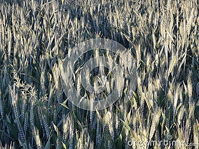 wheats under sunshine Stock Photo