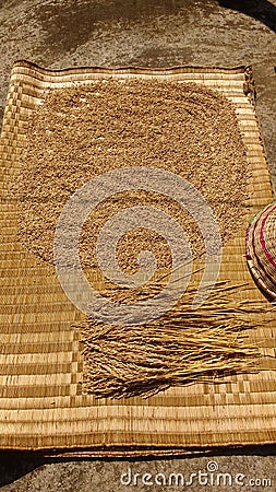 Wheats Stock Photo