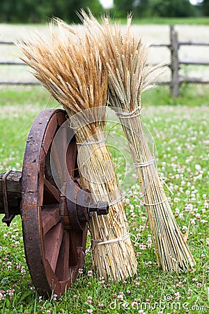 Wheel of wooden cart and sheaves of wheat ears. Stock Photo