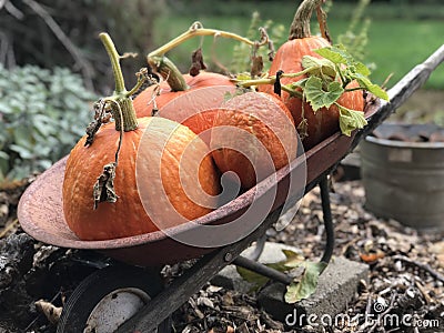 Wheelbarrow of Pumpkins Stock Photo